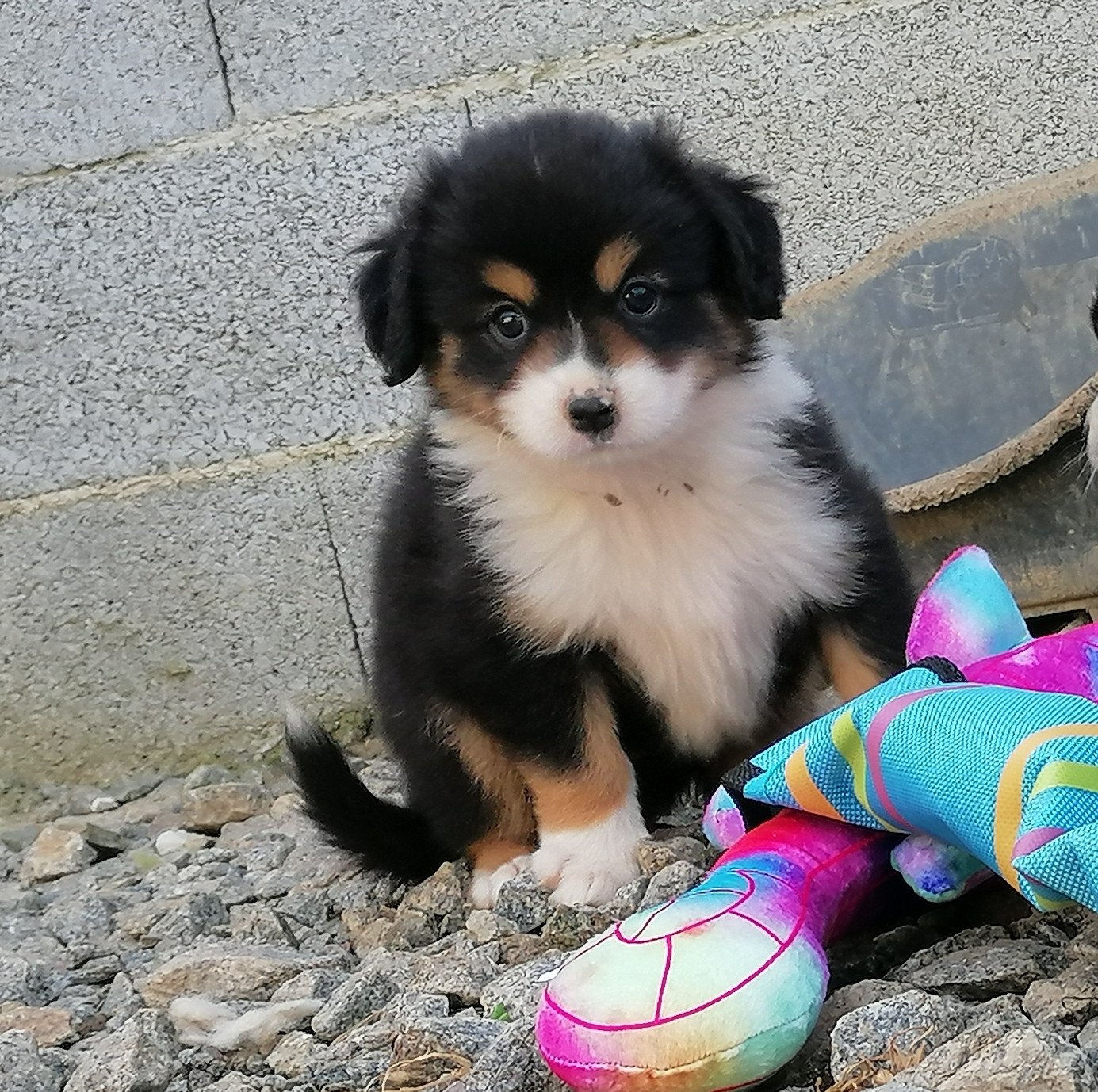 chien Berger americain miniature URBANE Domaine new world
