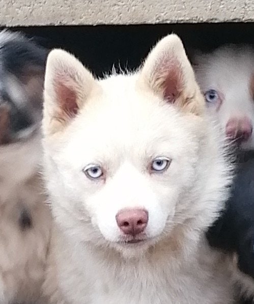 chien Pomsky YUME Domaine new world
