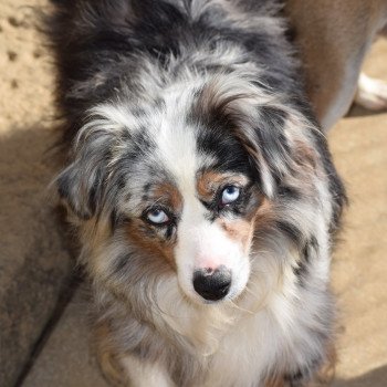chien Berger americain miniature NEPTUNE Domaine new world