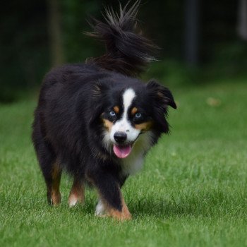 chien Berger americain miniature NOIR MARBRE DE FAUVE PANACHURE BLANCHE LIMITEE PYETRA Domaine new world chien Berger americain miniature NOIR MARBRE DE FAUVE PANACHURE BLANCHE LIMITEE PYETRA Domaine new world