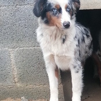 chien Berger americain miniature UKAI Domaine new world