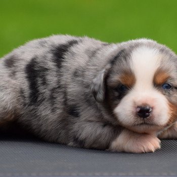 chiot Berger americain miniature Ble. Big.Noi. Mar.Fau. PBl.Lim. ULKI Domaine new world
