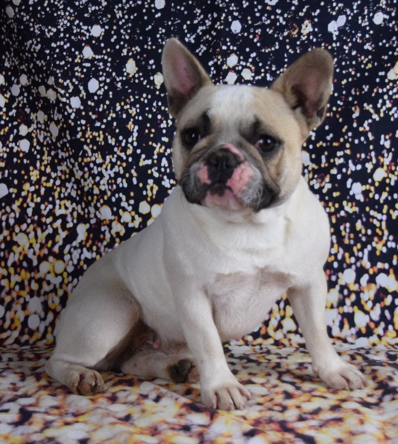 Ravissante Juliette Domaine new world Femelle Bouledogue francais Ravissante Juliette Domaine new world Femelle Bouledogue francais