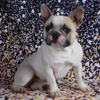 chiot Bouledogue francais Caille fauve rouge à masque Ravissante Juliette Domaine new world chiot Bouledogue francais Caille fauve rouge à masque Ravissante Juliette Domaine new world