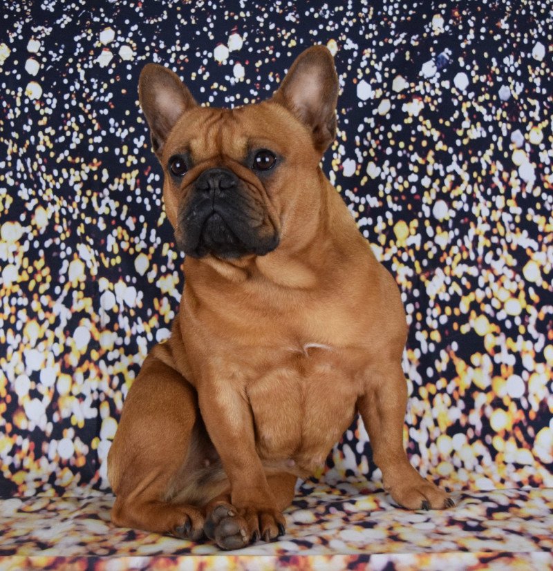 SAPHIR Domaine new world Femelle Bouledogue francais