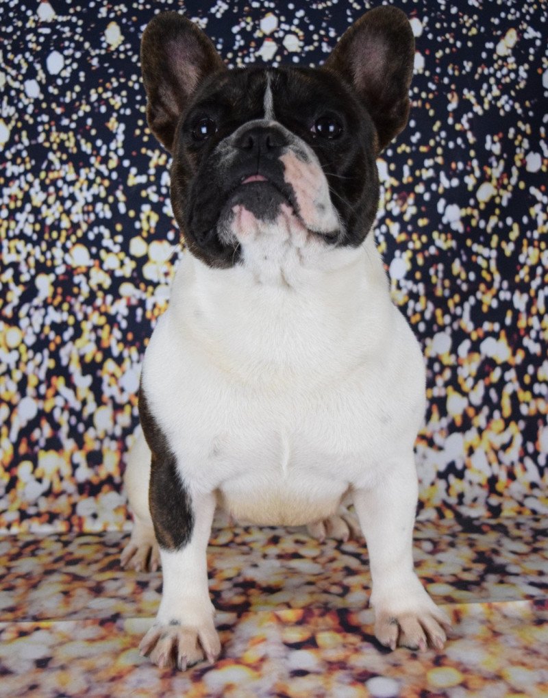 SCHAMALLOW Domaine new world Femelle Bouledogue francais