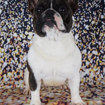 chien Bouledogue francais SCHAMALLOW Domaine new world