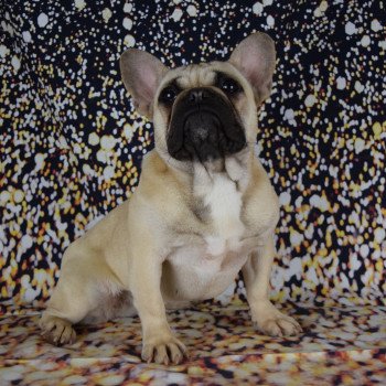 chien Bouledogue francais SCHANNEL Domaine new world