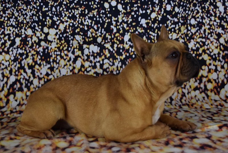 SCHTROMFETTE Domaine new world Femelle Bouledogue francais