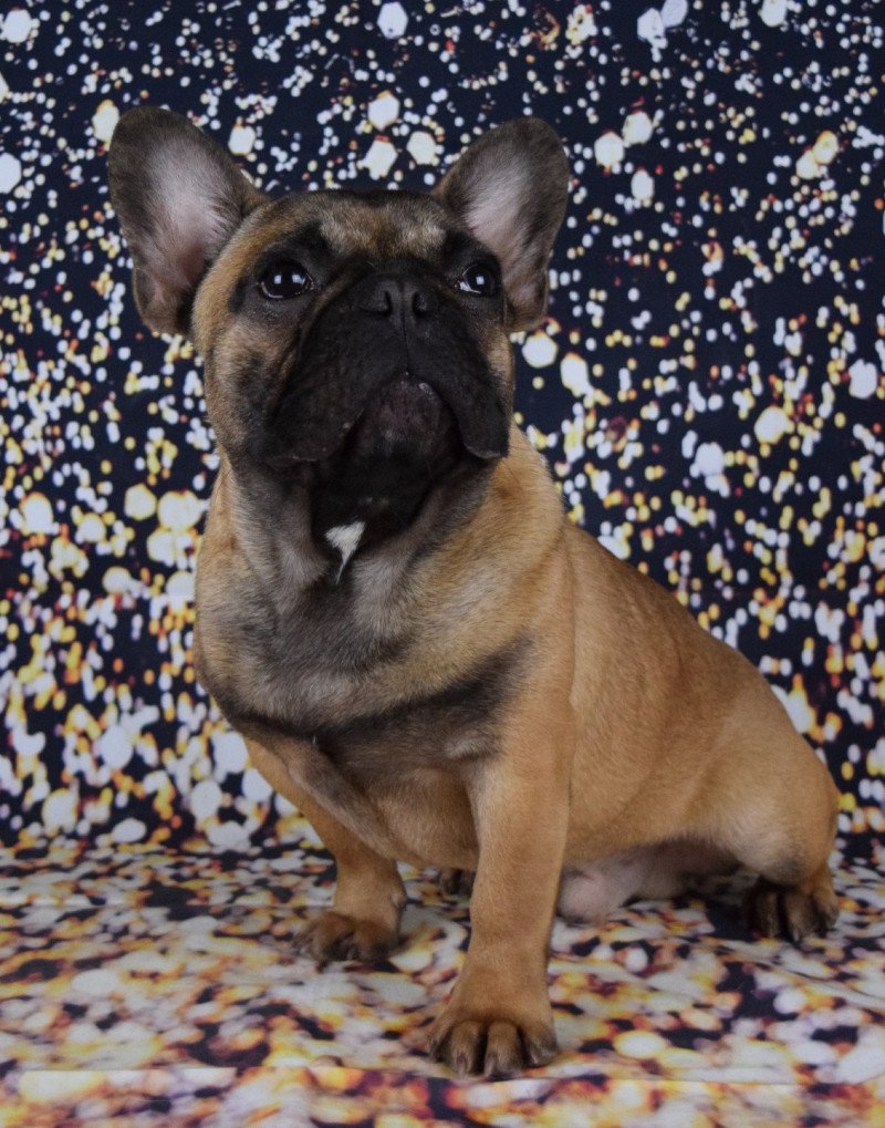 TEDDY Mâle Bouledogue francais