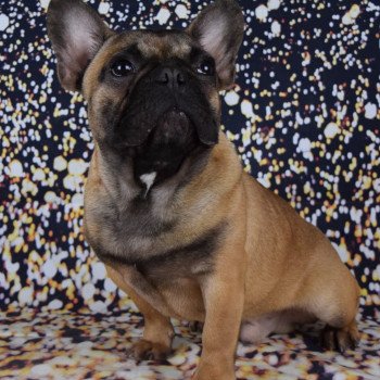 chien Bouledogue francais TEDDY Domaine new world