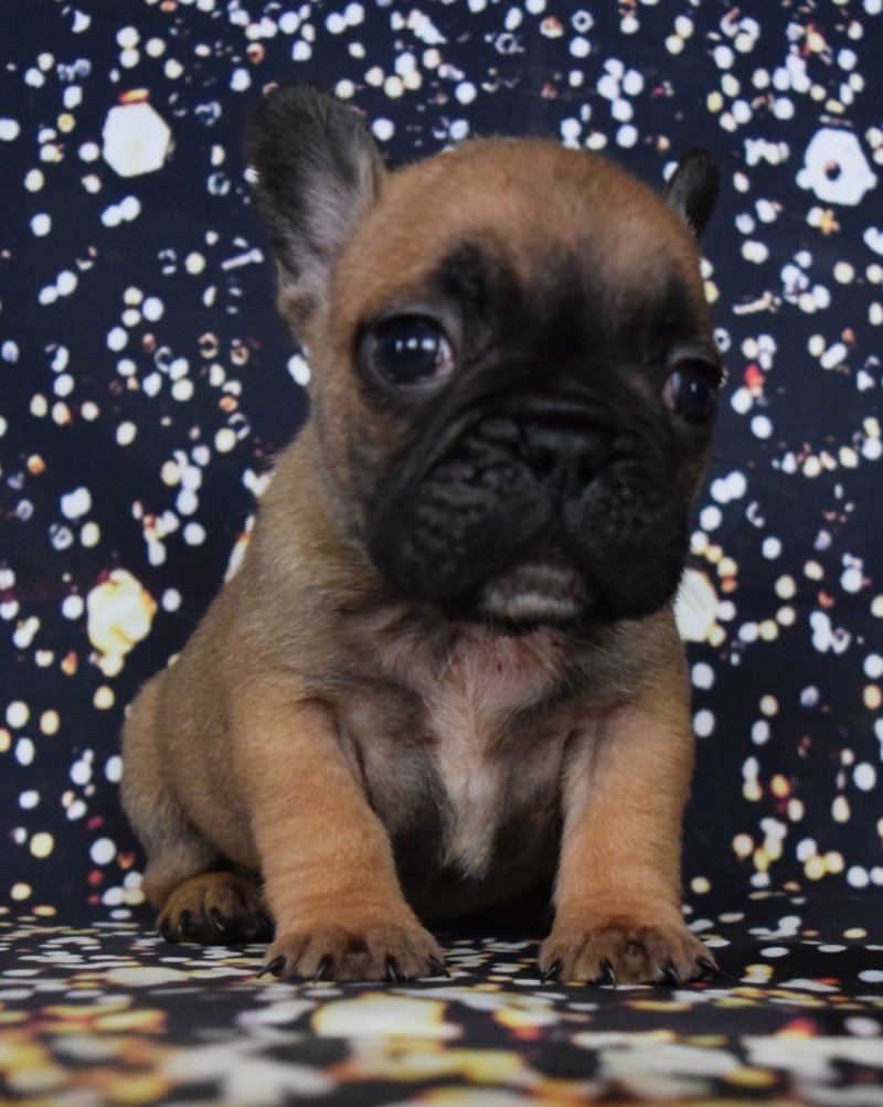 U2 Domaine new world Mâle Bouledogue francais