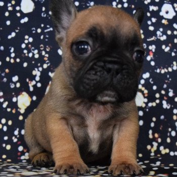 chien Bouledogue francais U2 Domaine new world