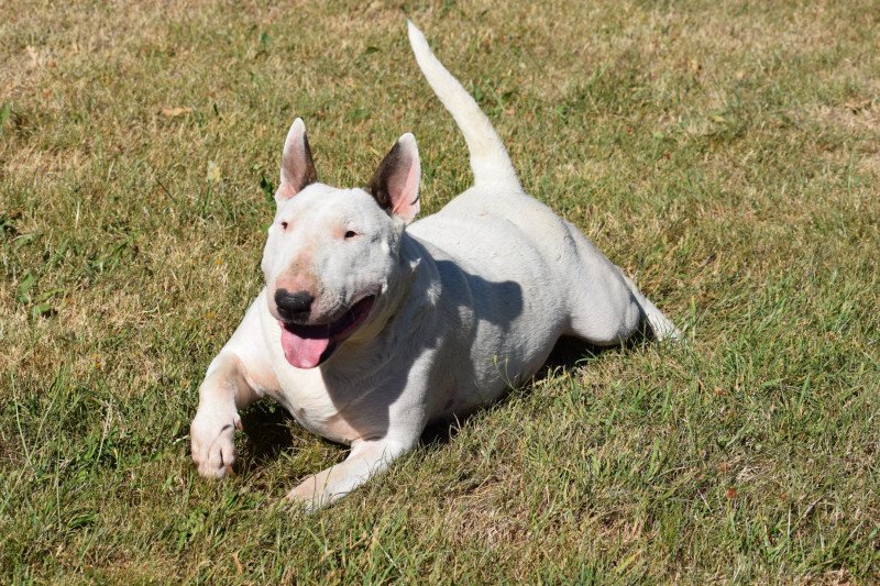 Prada Femelle Bull terrier Prada Femelle Bull terrier
