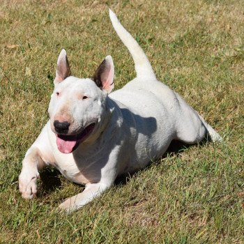 chiot Bull terrier Blanche Prada Domaine new world chiot Bull terrier Blanche Prada Domaine new world