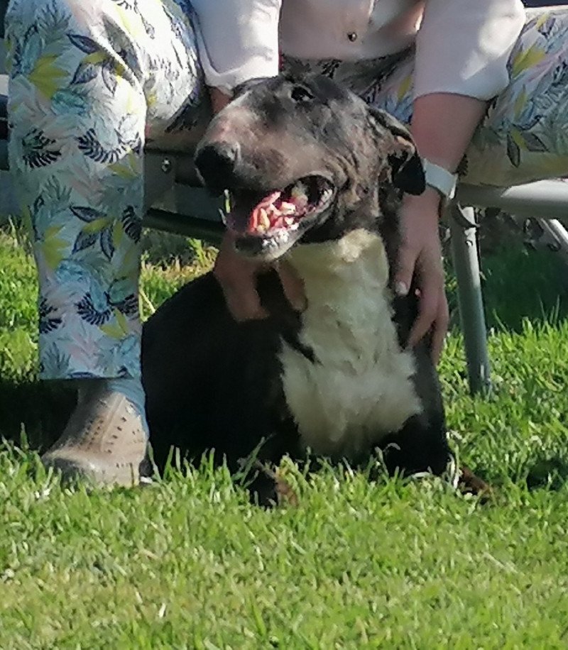 PRINCESSE Femelle Bull terrier