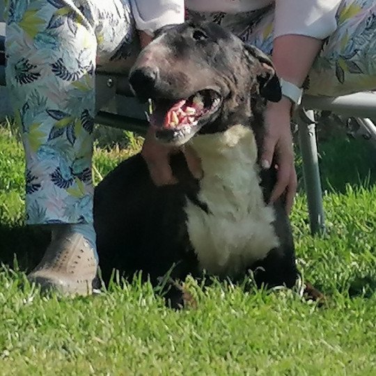 PRINCESSE Femelle Bull terrier