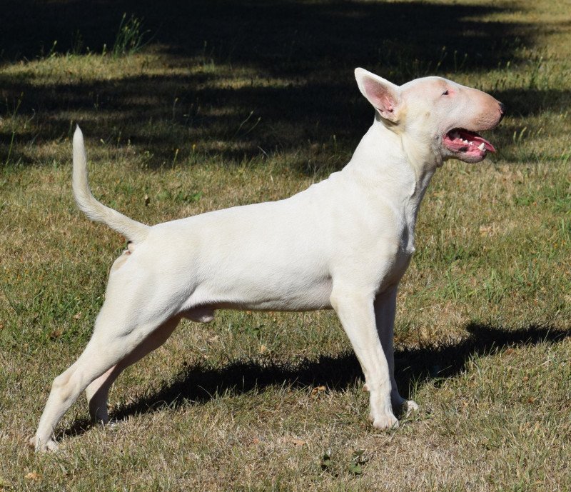 SPARCO Mâle Bull terrier