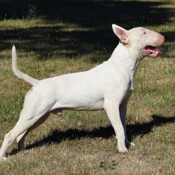 chien Bull terrier SPARCO Domaine new world