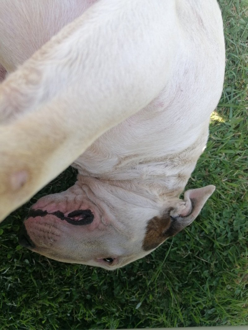 SYDNEY Domaine new world Femelle Bull terrier